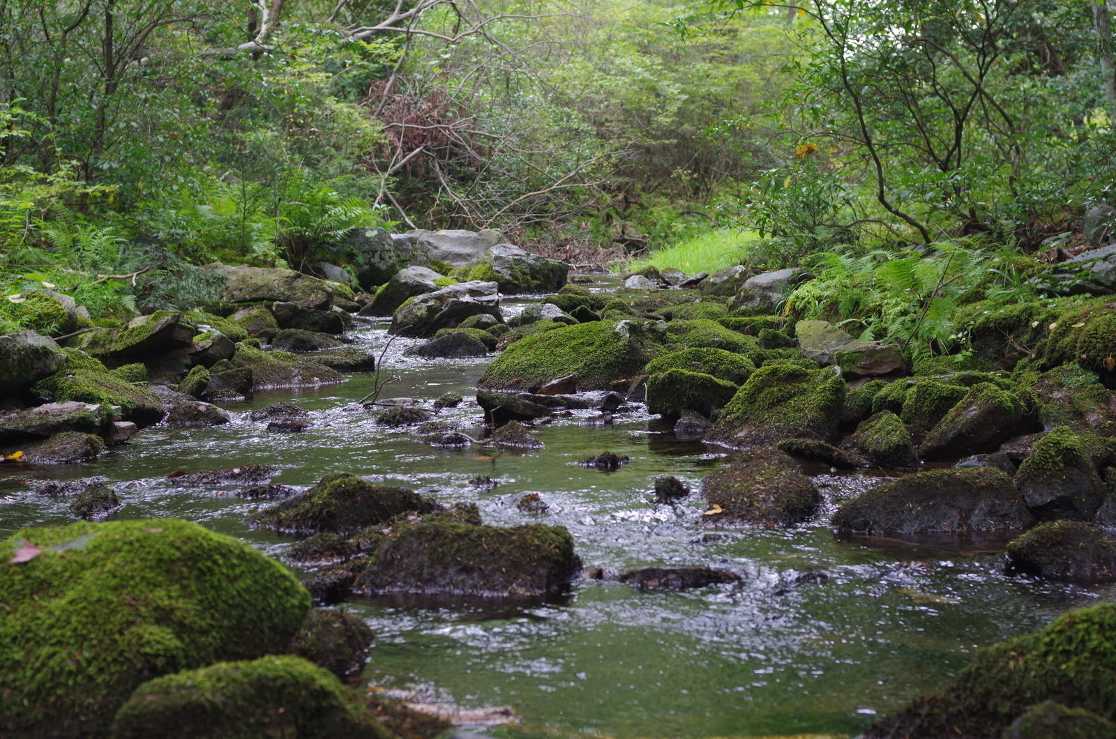 Dunnfield Creek